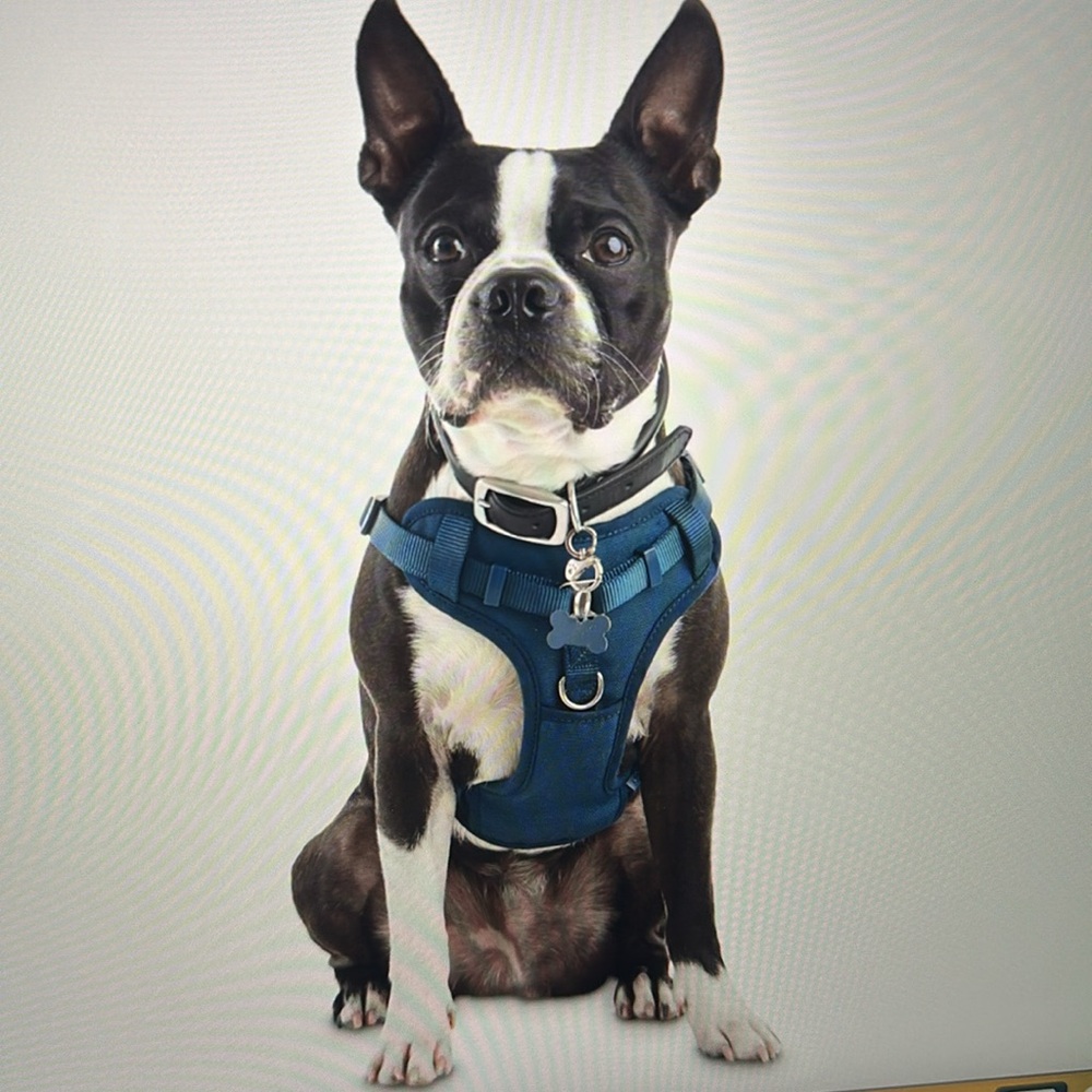 NWT Comfort Dog Harness